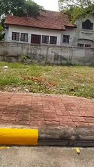 Huge Lizard Walks Lazily Up the Sidewalk