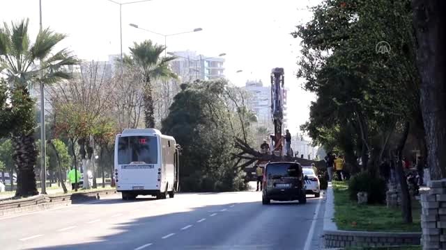 Yarım asırlık çam ağacı kara yoluna devrildi