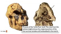 'Little Foot' Skull Reveals How Human Ancestors Lived 3 Million Years Ago