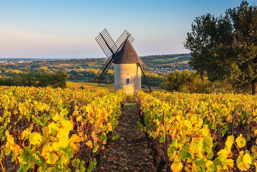 Burgundy’s New Cote d’Or Label Is Catching on Among the Region's Wine Producers