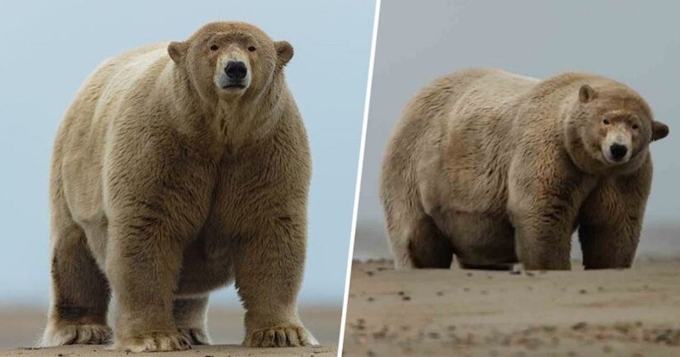 Baptisé « Fat Albert » par des habitants de l'Alaska, cet ours polaire a 190 kilos en surpoids