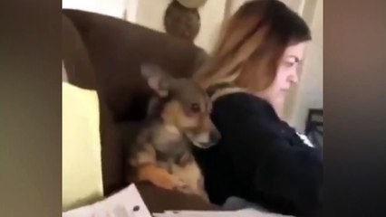 Öksürükten nem kapan köpek sosyal medyada viral oldu