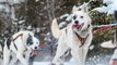 Iditarod dogs will make you smile