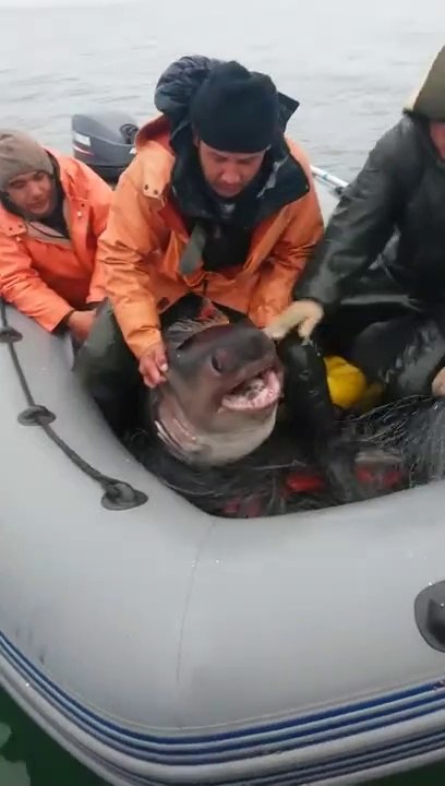 Ces pêcheurs remettent à l'eau un requin piégé dans leur filet
