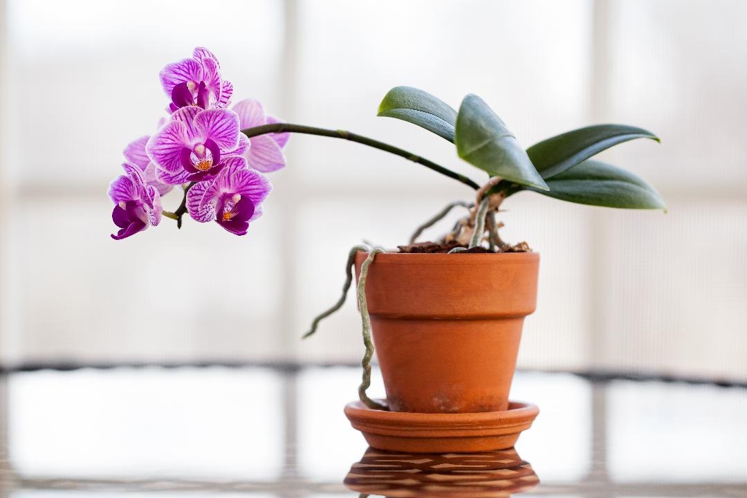 How to Repot an Orchid
