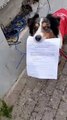 Dog Certified to Take Care of Friend During Coronavirus