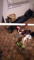 Owner of Needy Puppy Finds Creative Way to Workout