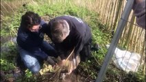 Trapped Seal Rescued after Flood Stream Bursts its Banks