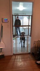 Dog Skillfully Jumps Over Both Baby Gates