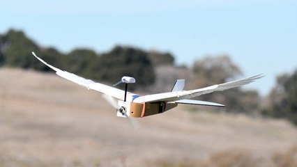 Researchers Have Breakthrough With Bird-Like Robot Wings