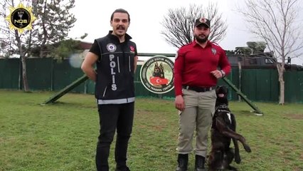 Narkotik köpeği Altar'lı "Evinizde kalın" mesajı