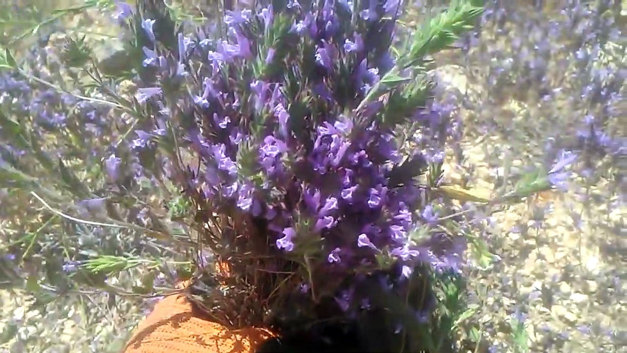 Karabaş otunun faydaları çayının yararları nelerdir lavanta çiçeği otunun faydaları nelerdir