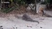 Three monitor lizards wrestle to claim beach deserted by tourists amid Covid-19 downturn