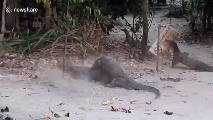 Three monitor lizards wrestle to claim beach deserted by tourists amid Covid-19 downturn