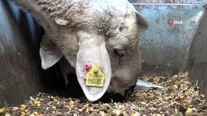 Korona virüs sonrası yem fiyatlarında fahiş artış