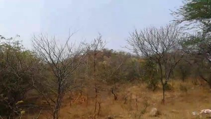 Ten thousand homeless monkeys - Homeless animals