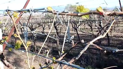 Üzüm bağları dondan zarar görmesin diye lastik yaktılar