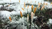 Adana'nın yüksek kesimlerinde kar yağışı etkili oldu
