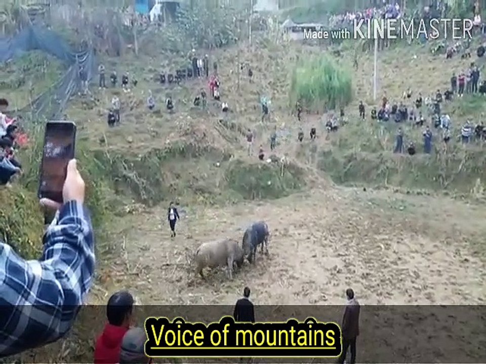 Animal fight 