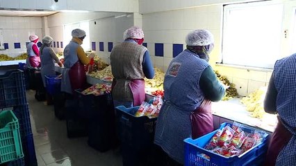 Bağışıklığı güçlendiren turşuya talep artınca Gedelek'te üretim ikiye katlandı - BURSA