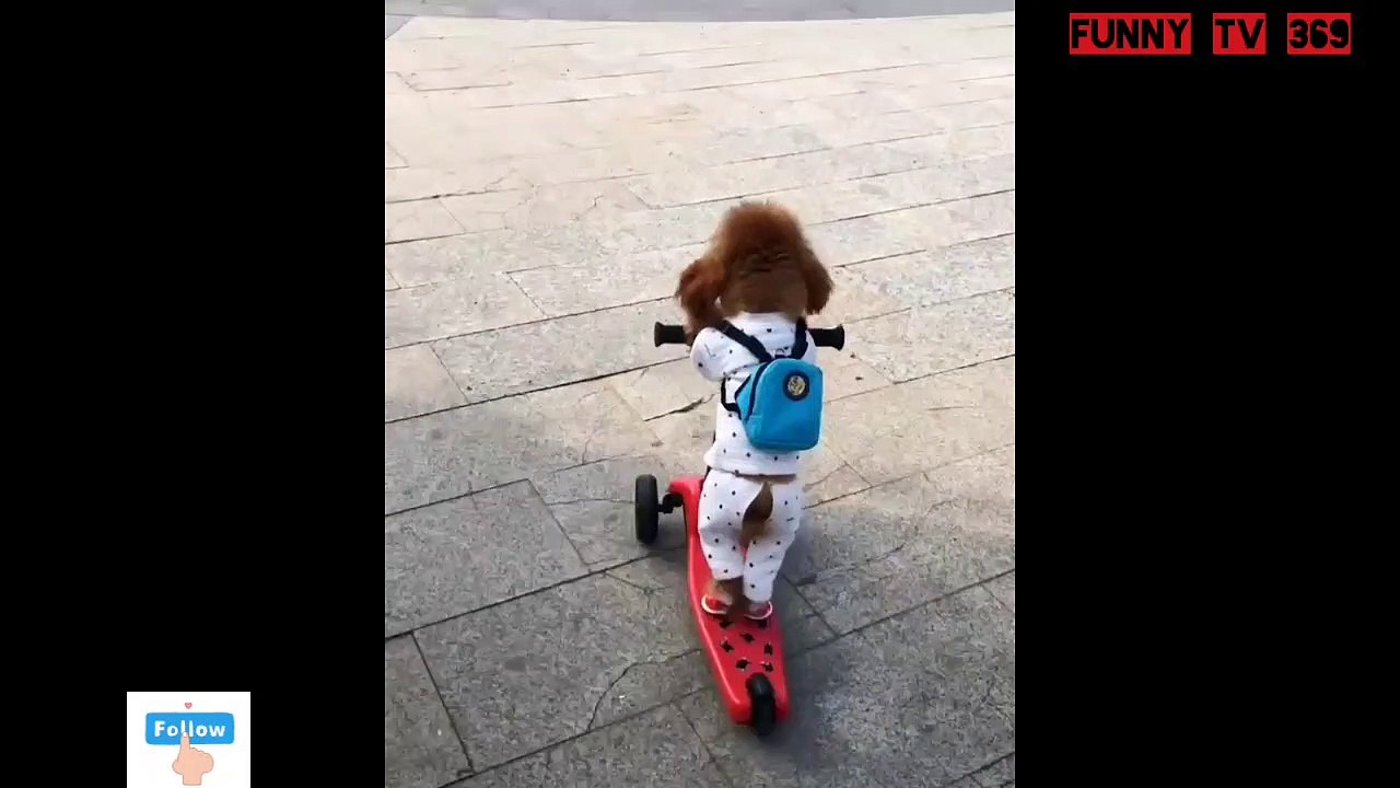 Funny dog ​​and stroller on the road very funny