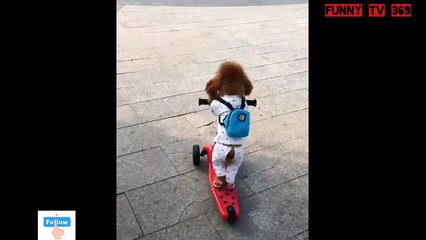 Funny dog ​​and stroller on the road very funny