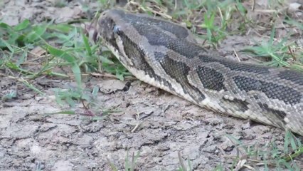 Tải video: Experiment : Coca Cola, Pepsi, Sprite, Fanta Vs Mentos Vs Big Anaconda Snake In Underground Hole