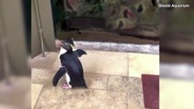 Watch as These Penguins Take a Stroll Through an Aquarium