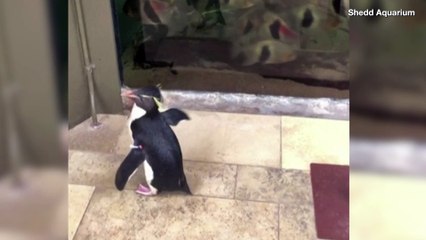 Watch as These Penguins Take a Stroll Through an Aquarium