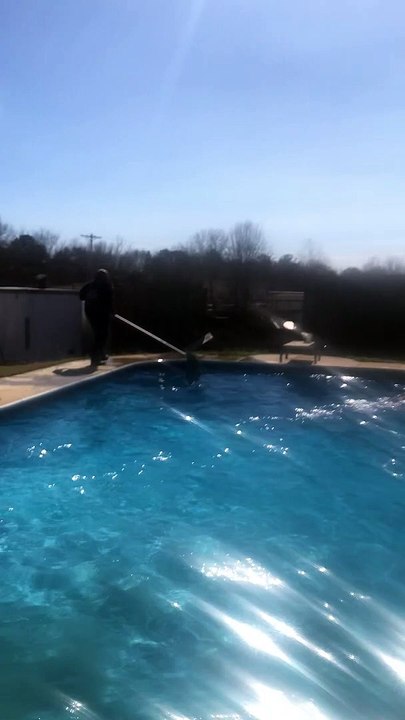 Group of Men Rescue Deer From Swimming Pool -funny videos
