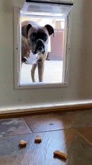 Dog Doesn't Want to Come Through Mini Door and Whimpers Whil