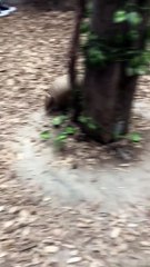 Armadillo Excitedly Runs Around Favorite Tree at Animal Adve
