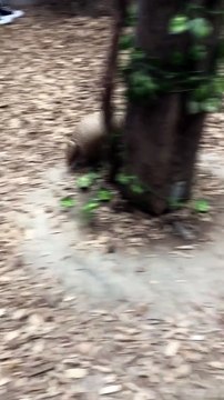 Armadillo Excitedly Runs Around Favorite Tree at Animal Adve