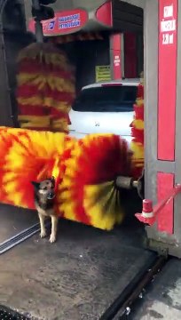 Dog Loves Getting Brushed Against Big Roller Machine At Car
