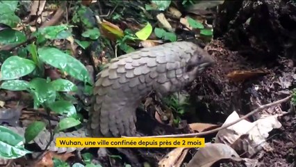 Coronavirus : les animaux sauvages épargnés en Chine