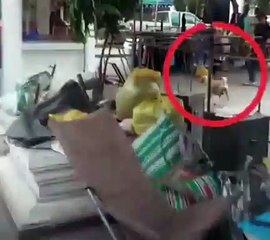 Perrita callejera que prefiere no comer y alimentar a sus cachorros