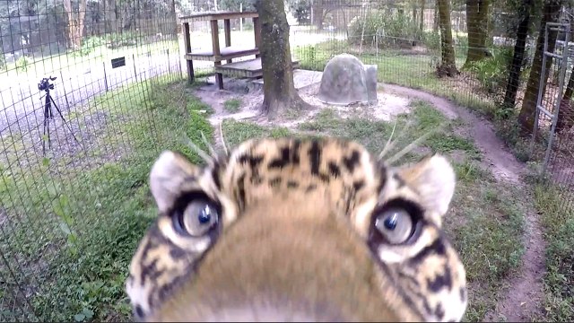 Jaguar Takes Down A Camera!