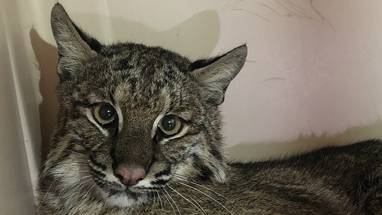 Injured Bobcat Goes Outside