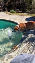 Corgi Splashes From Side of Pool