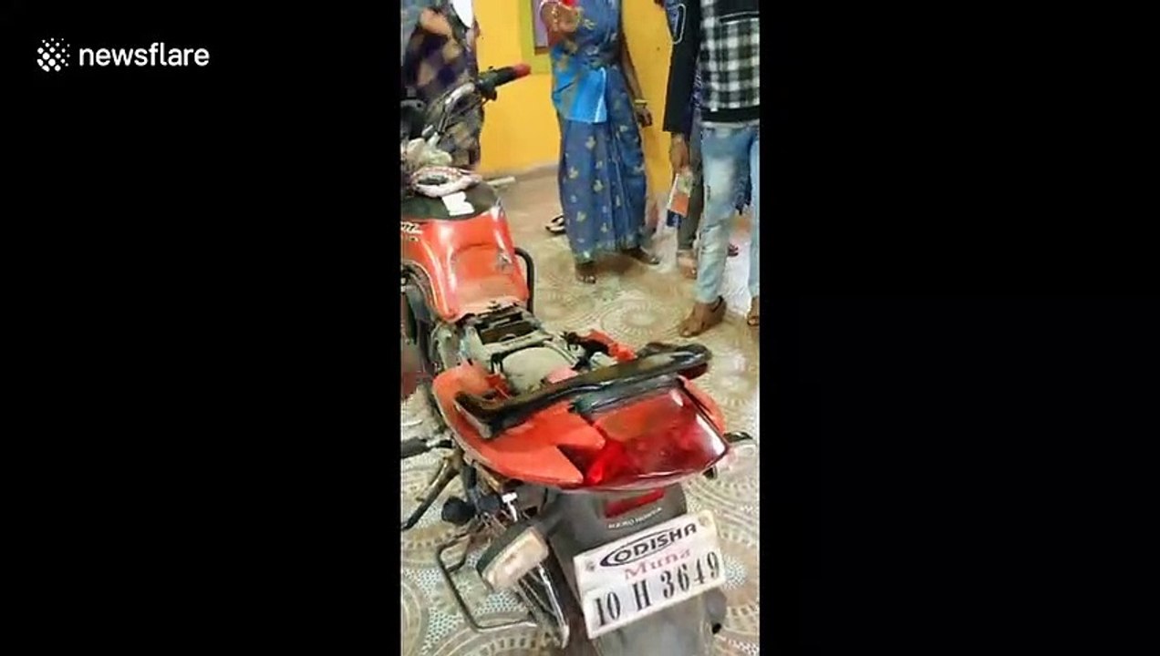 Rescuer has to unwrap cobra trapped under motorcycle seat in India