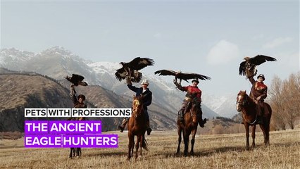 Pets with Professions: Wild Eagles are hunters in the Kyrgyz mountains