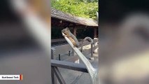 Not Nuts: This Squirrel's Favorite Snack Is Antlers