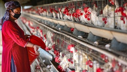 Virus takes a chicken toll!, Nightlife in Gurugram hit by Covid-19 scare, more