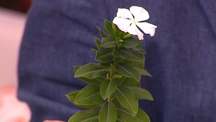 bd-plantas-suben-defensas-y-fortalecen-sistema-inmune-180320