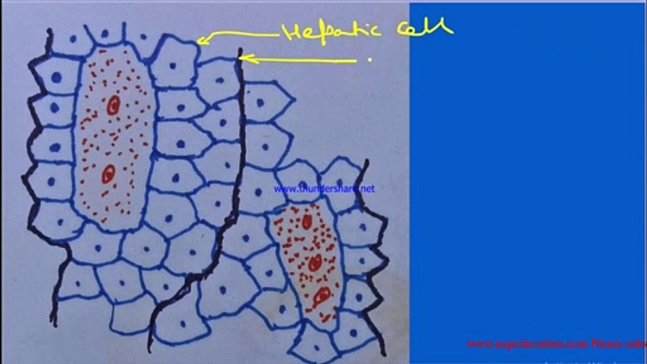 Histology of Liver of frog neb past year question of grade 11 of Biology.. Solution with concept..