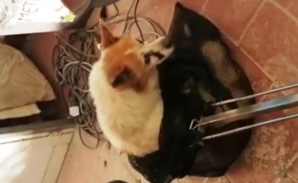 Cavallino (LE) - Salvato cagnolino caduto in una cisterna (18.03.20)