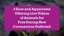 6 Zoos and Aquariums Offering Live Videos of Animals for Free During New Coronavirus Outbreak