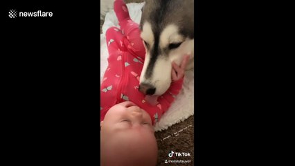 This husky and baby's ADORABLE first year of bonding goes viral on TikTok