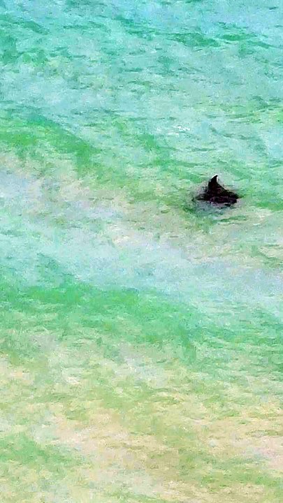 Man Observed Swimming Near A Stingray off Coast of Southeast Florida