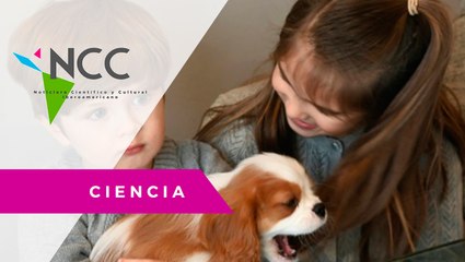 Terapia con células “T”: una esperanza para pacientes inmunodeprimidos